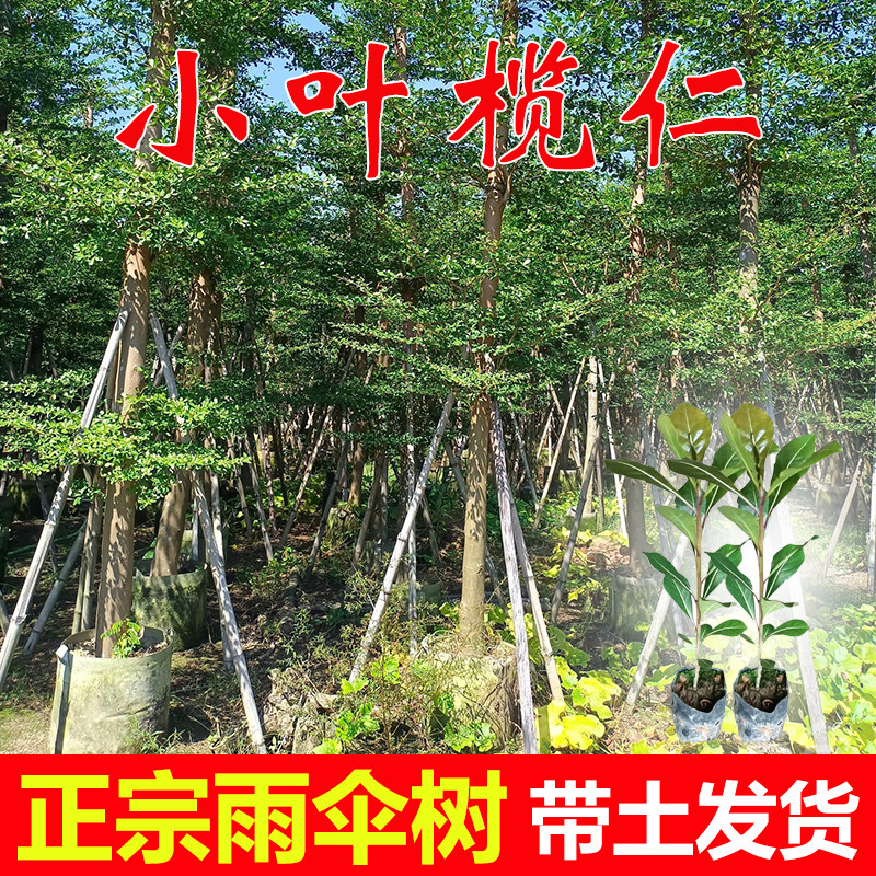 小叶榄仁树苗雨伞树绿化风景树细叶榄仁大树庭院别墅四季常绿植物