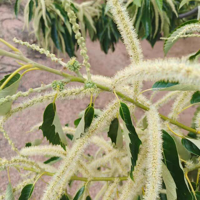 栗子花干货河北青龙板栗花干油栗花板栗花
