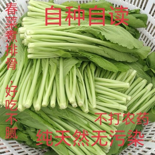 新鲜春菜精品去头新鲜长杆青菜当季蔬菜煲汤腌酸菜酒店饭店专供
