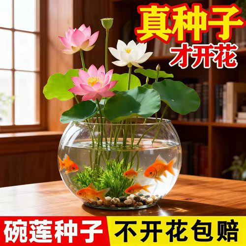水培碗莲种籽子四季睡莲荷花水养植物种藕缸养盆栽铜钱草草籽种孑