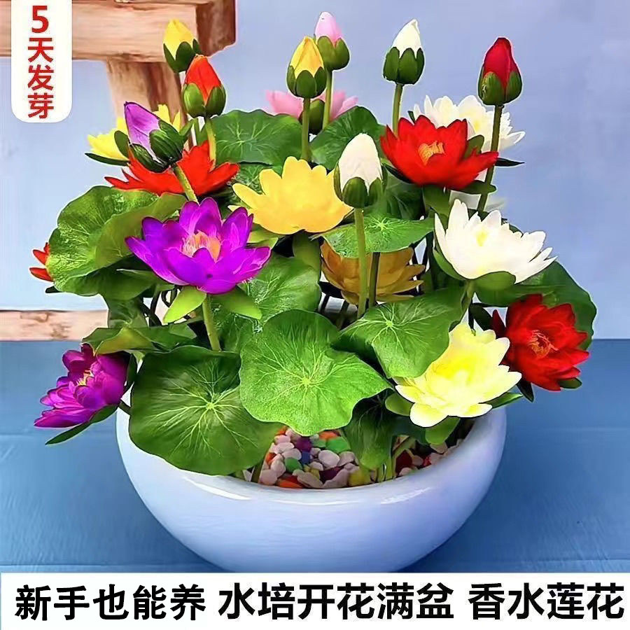 七彩碗莲已开口水培植物莲花种子四季无土懒人花卉鱼缸造景阳台盆