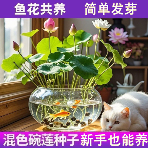 七彩碗莲水培植物荷花盆栽已开口泗季开花阳台庭院睡莲泗季绿植