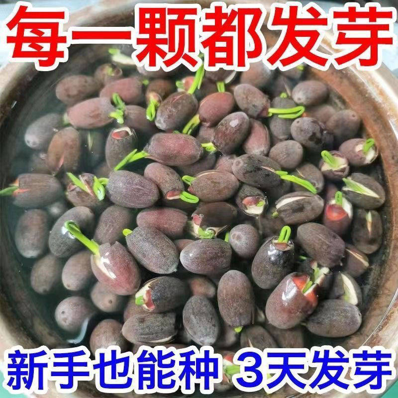 水培碗莲种籽子四季睡莲荷花水养植物种藕缸养盆栽铜钱草草籽种孑