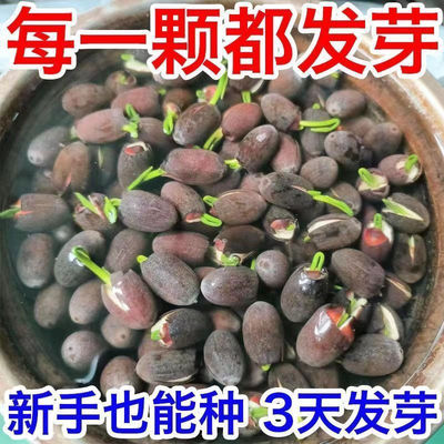 水培碗莲种籽子四季睡莲荷花水养植物种藕缸养盆栽铜钱草草籽种孑
