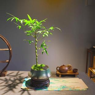 室内好养四季 佛肚竹盆景盆栽 常青客厅书桌办公桌面绿植竹子植物