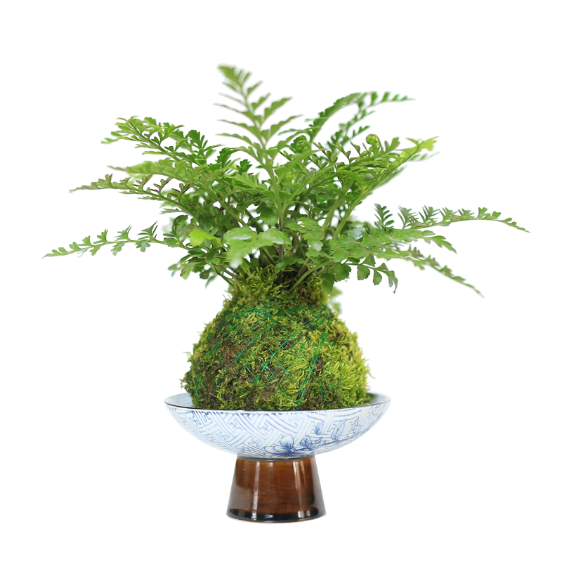 水培植物发财树苔藓球文竹桌面办公室花卉绿植室内蕨类禅意小盆栽