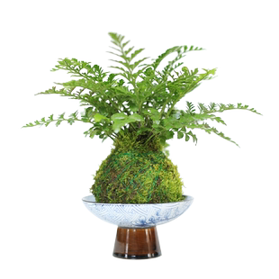 水培植物懒人好养苔藓球植物桌面办公室内迷你绿植蕨类禅意小盆栽