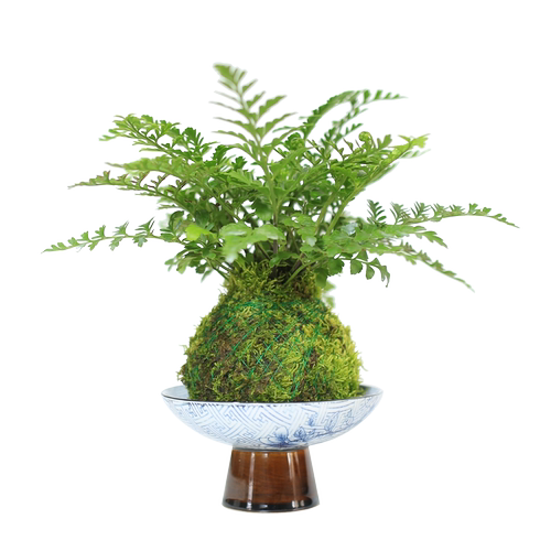 水培植物懒人好养苔藓球植物桌面办公室内迷你绿植蕨类禅意小盆栽