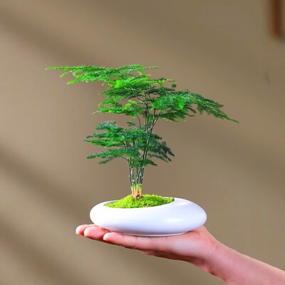 文竹盆栽室内小绿植竹子盆景办公室桌面花盆好养苔藓微景观植物