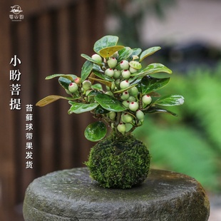 小盼菩提树水培植物带果室内盆栽中式禅意绿植盆景办公室桌面摆件