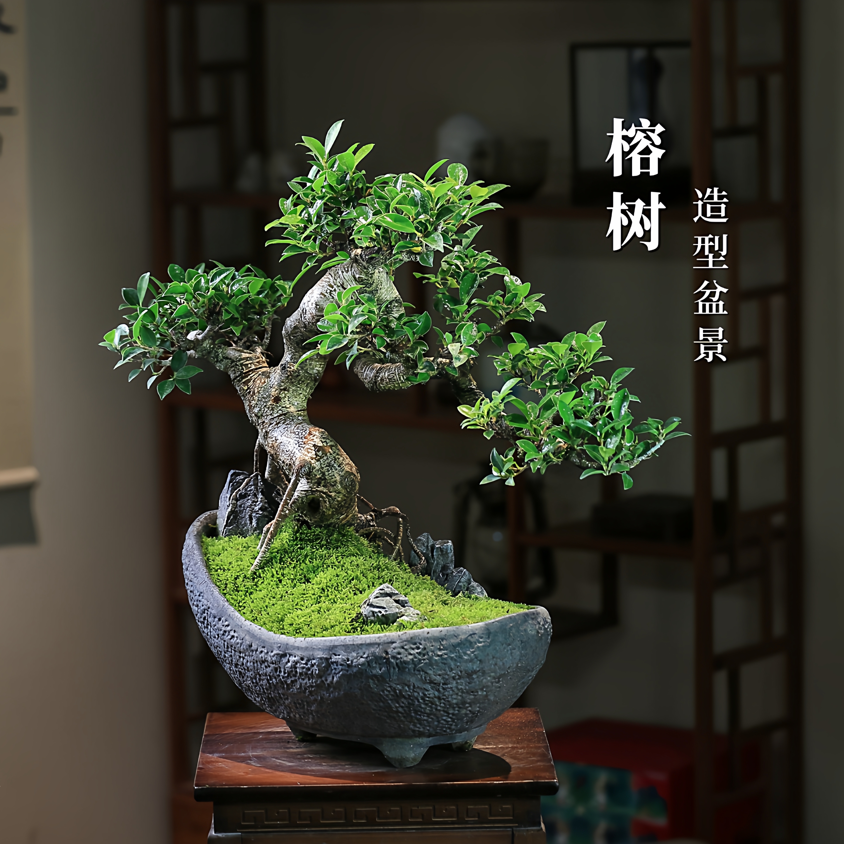 榕树盆栽一物一拍盆景庭院造型老桩室内好养耐阴绿植四季常绿盆景