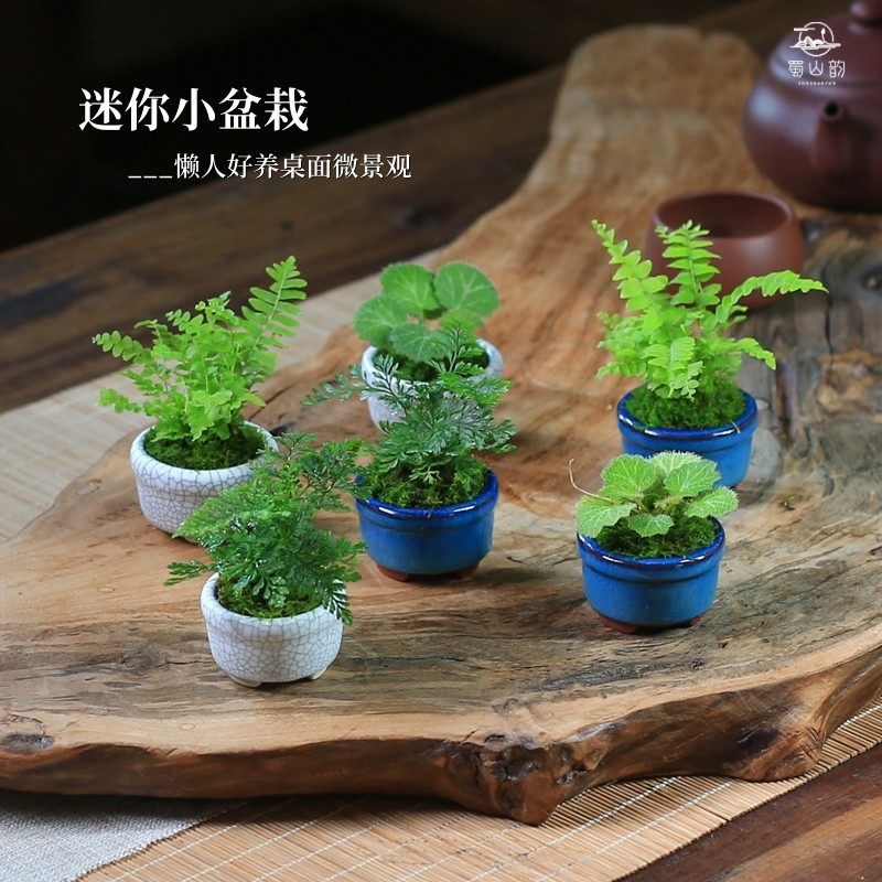 小绿植盆景小型盆栽桌面植物