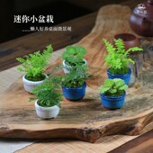 迷你盆栽桌面小植物拇指小绿植微型盆景室内办公室摆件苔藓微景观
