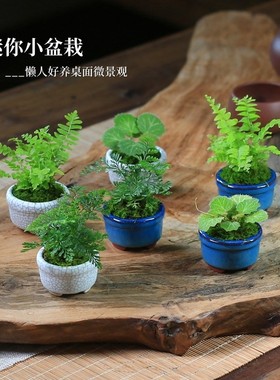 迷你盆栽桌面小植物拇指小绿植微型盆景室内办公室摆件苔藓微景观