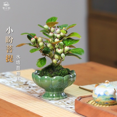 小盼菩提树水培植物带果室内盆栽中式禅意绿植盆景办公室桌面摆件