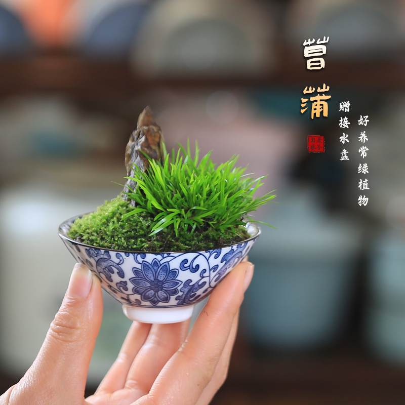 菖蒲盆景黄金极姬桌面绿植