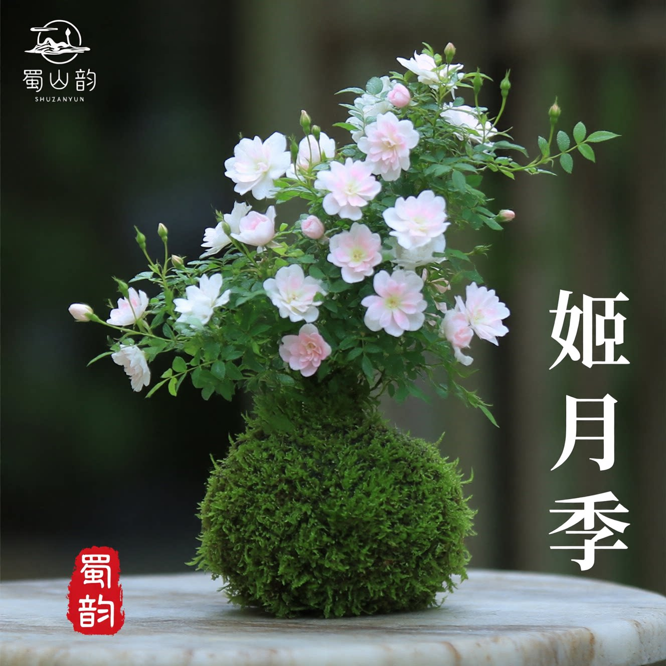 迷你超微月季姬乙女姬月季日本姬乙女四季花卉盆栽阳台桌面绿植