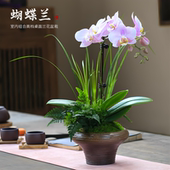 蝴蝶兰创意盆栽兰花天使兰带花苞四季 花卉植物室内水培花卉绿植