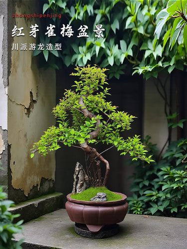 雀梅盆景盆栽室内植物办公室桌面好养造型土培老桩盆景常青绿植