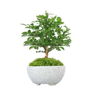 车载绿植迷你小盆栽拇指微型盆景九里香室内桌面真花植物汽车摆件