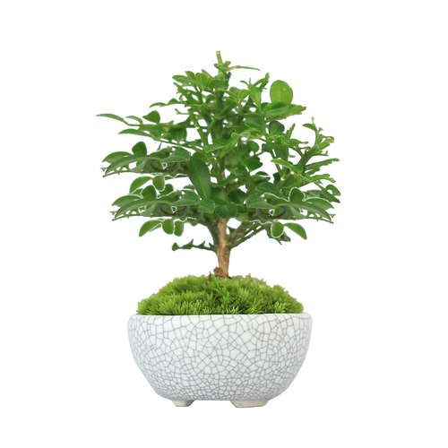 车载绿植迷你小盆栽拇指微型盆景九里香室内桌面真花植物汽车摆件