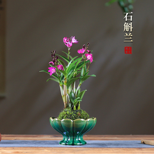 香水石斛兰室内花卉桌面开花植物摆件兰花盆栽办公室绿植水培植物