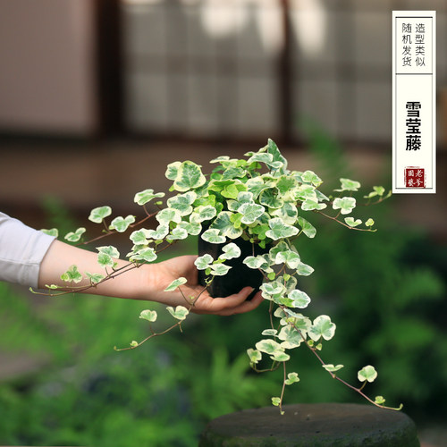 雪莹稀有爬藤观叶植物室内绿植