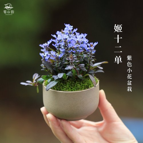 姬十二单山野草筋骨草四季绿植花卉盆栽盆景迷你室内书房好养易活