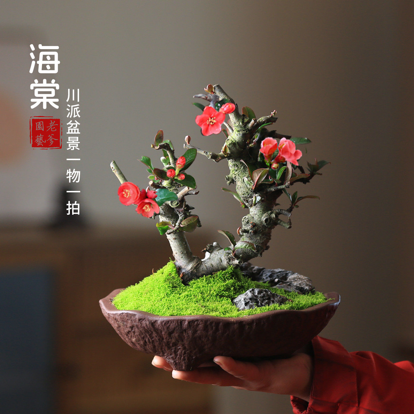 贴梗海棠花盆栽带花苞好养易活阳台庭院花卉一物一拍老桩植物造型