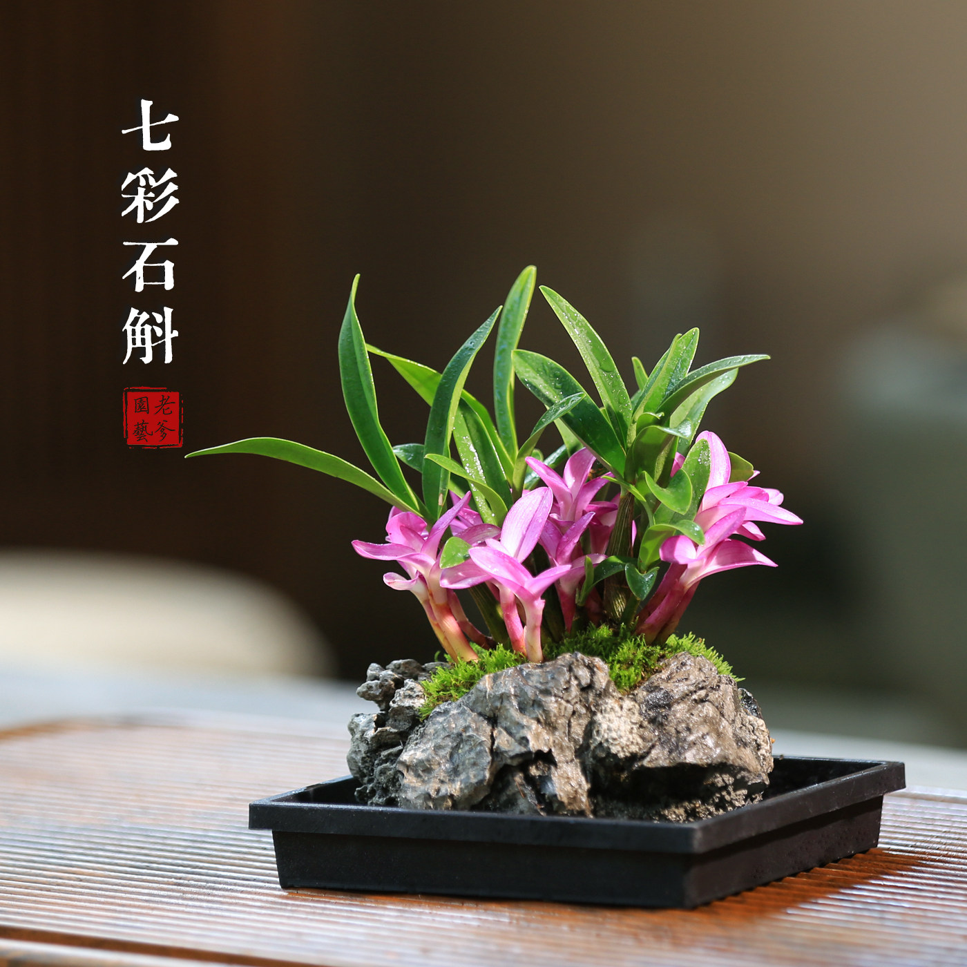 七彩香水石斛兰盆栽带花苞室内禅意花卉绿植小盆栽兰花香水石斛兰图片