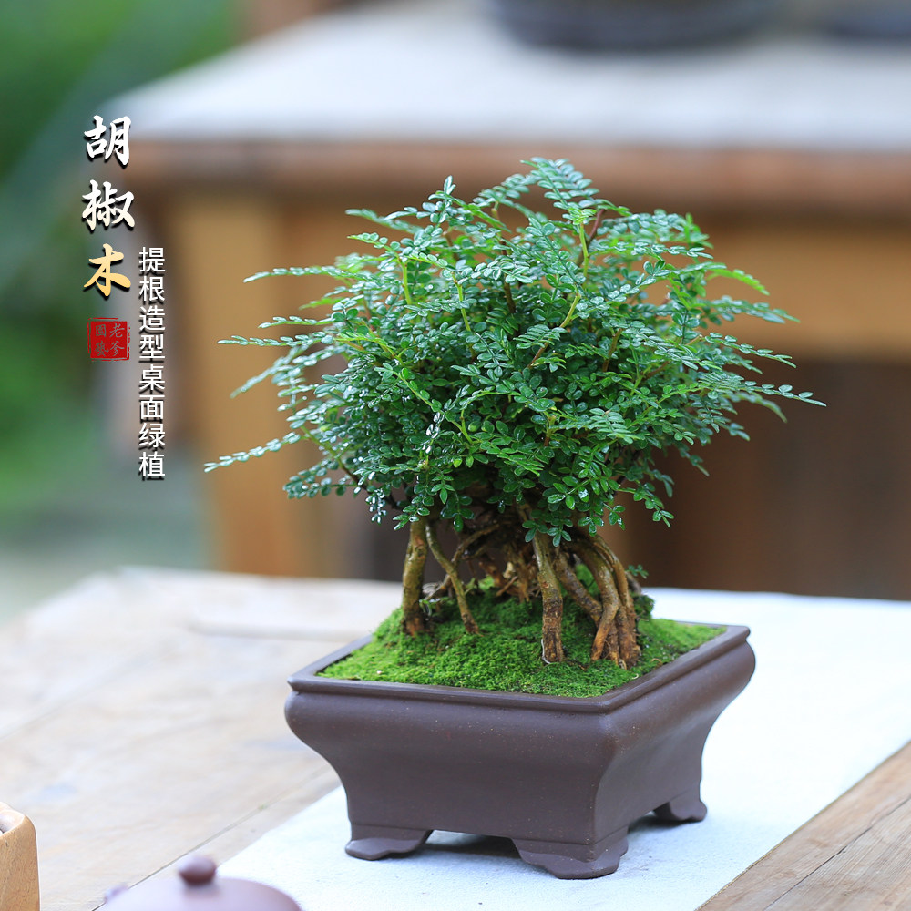 清香胡椒木绿植盆栽室内净化空气驱蚊草植物树苗老桩造型盆景常绿,鲜花速递/花卉仿真/绿植园艺,绿植,淘宝优惠券,粉丝福利购,淘宝优惠卷
