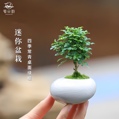 迷你盆栽室内绿植四季常青植物
