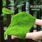 鲜活苔藓草皮铺面专用青苔绿植造景材料小灰藓植物乌龟缸装 饰草坪