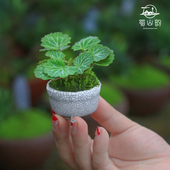虎耳草姬虎耳迷你盆栽微型植物四季 常青易养活观叶绿植办公室耐阴