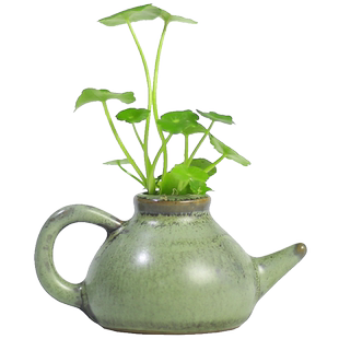 铜钱草植物微型水培盆栽办公室好养绿植室内懒人迷你小植物水栽