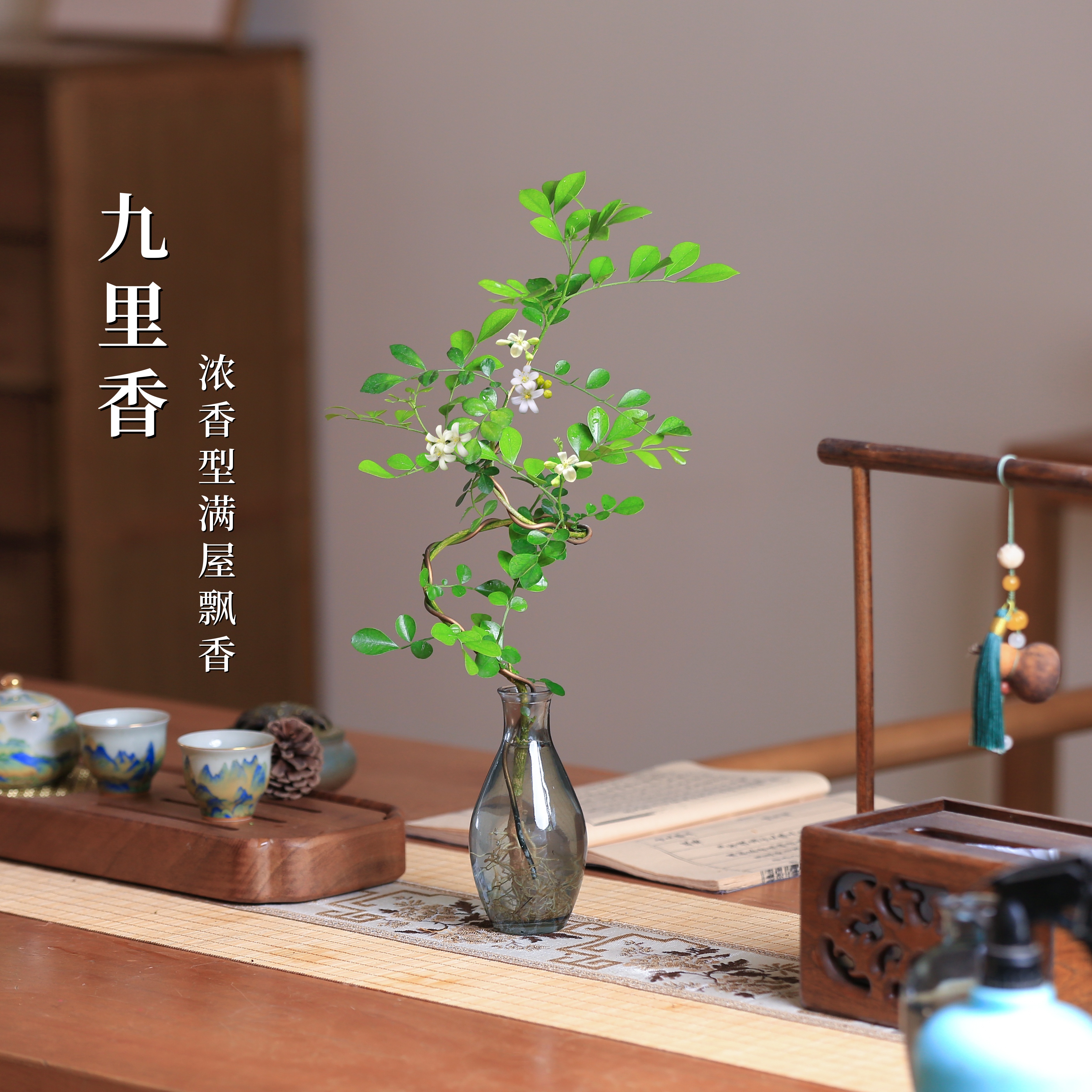 九里香水培植物辦公室盆栽造型室內(nèi)花卉小型玻璃好養(yǎng)懶人四季綠植