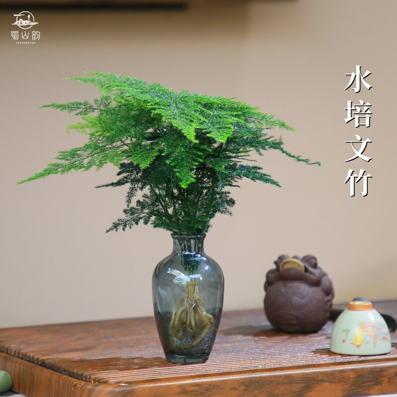 水培文竹盆栽植物玻璃瓶室内办公室桌面四季常青耐阴净化空气绿植