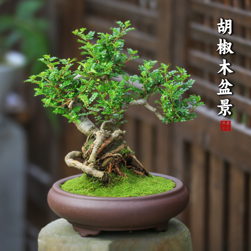 胡椒木盆景清香木老桩盆栽室内植物办公室桌面好养造型客厅绿植