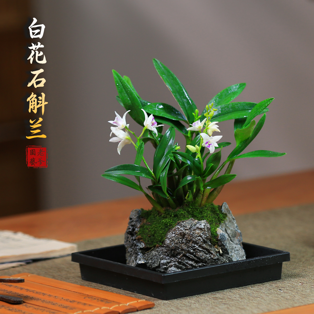 白花石斛兰盆栽带盆室内耐寒花卉绿植小盆栽装饰带花苞香水石斛兰