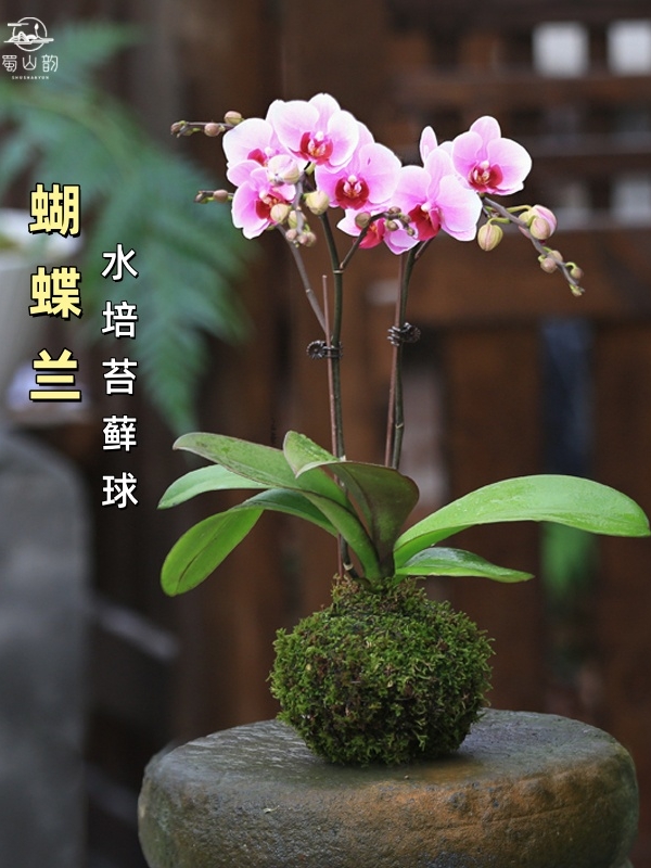 水培植物苔藓球室内花卉蝴蝶兰办公室绿植盆栽栀子花盆景四季花卉