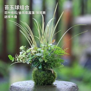 水培植物苔藓球室内花卉绿植盆栽微盆景六月雪蕨类网纹草发财树