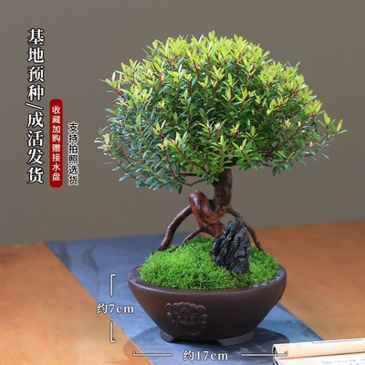 小叶赤楠老桩盆景办公室净化空气中式高档盆栽精品植物客厅树苗