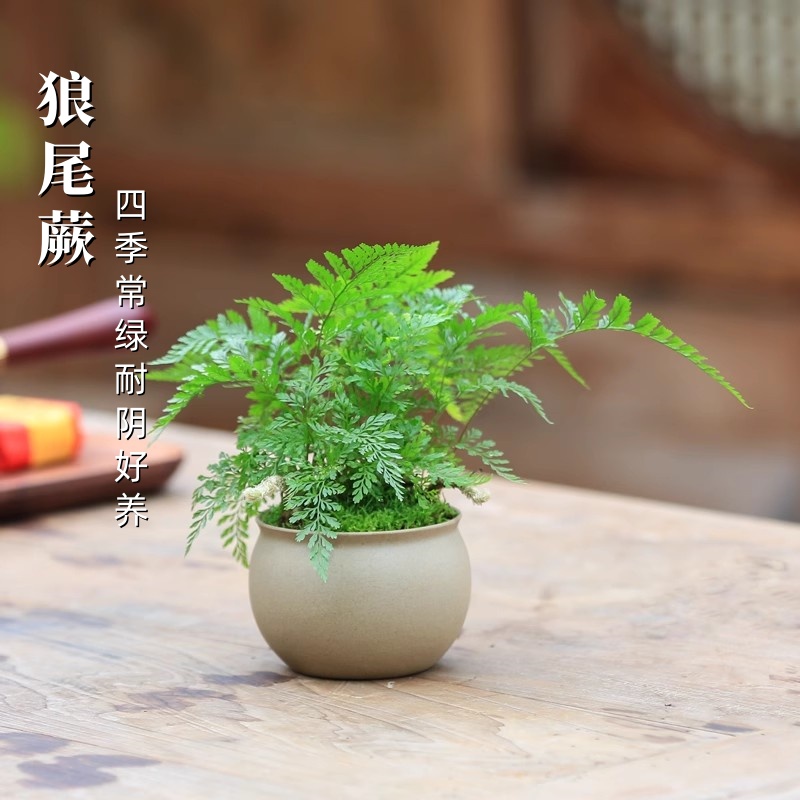 狼尾蕨蕨类植物室内绿植