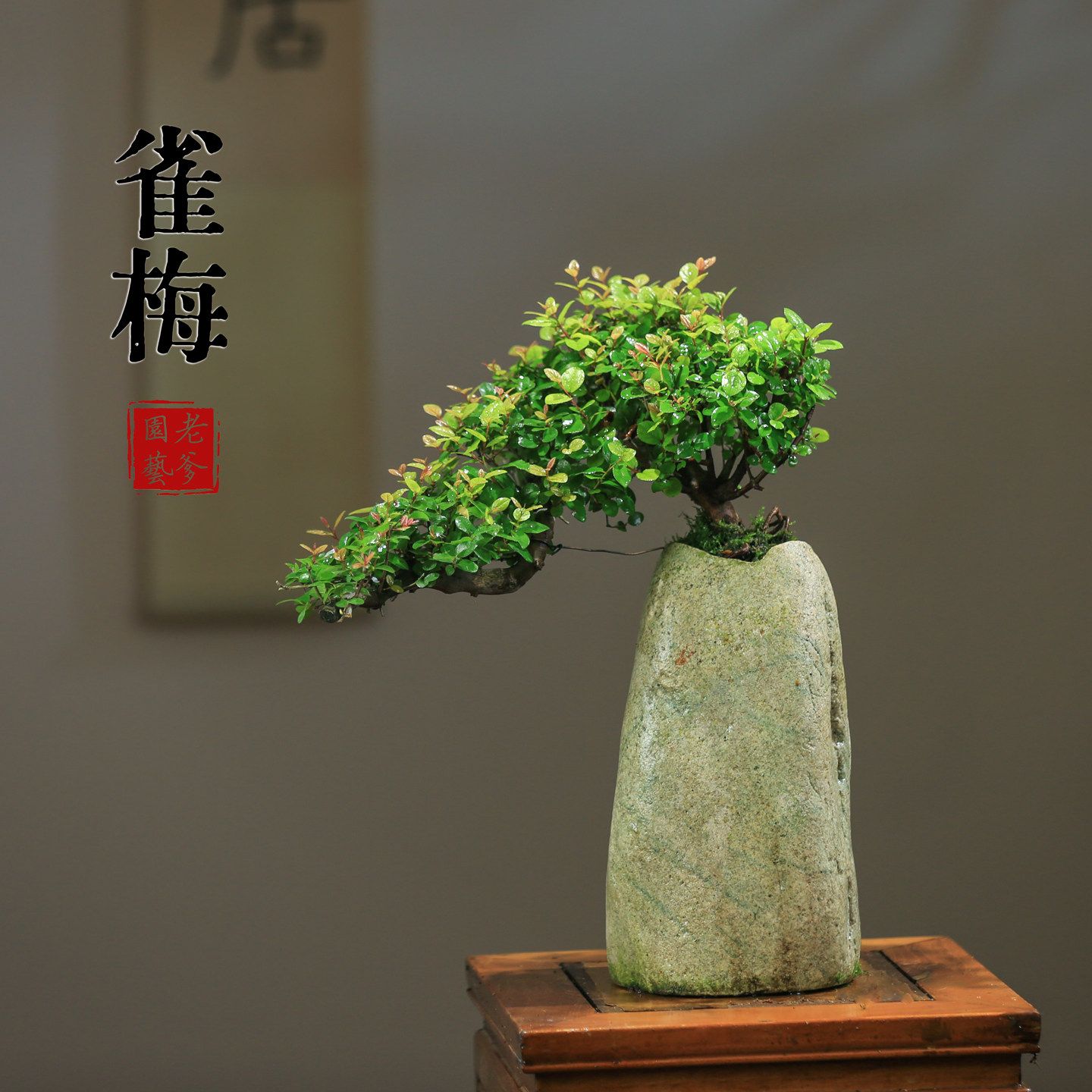 雀梅老桩盆景一物一拍室内造型植物办公室桌面绿植茶室禅意盆栽