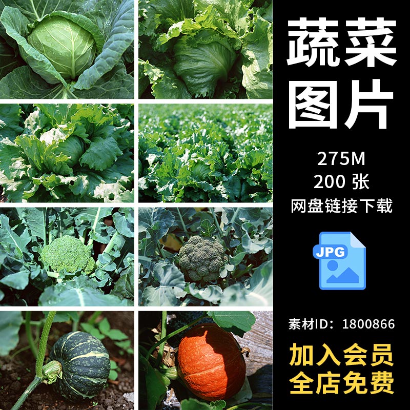 田园自然风景瓜果蔬菜西红柿南瓜生菜包菜玉米白萝卜土豆摄影素材