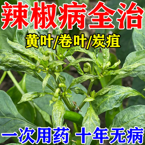 辣椒病毒病专用药治辣椒所有病害
