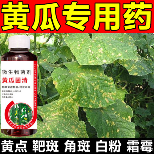 黄瓜病毒病专用药病害全治一喷好