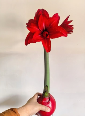 塔希希提花园进口蜡封球伴手礼朱顶红特别新年新春过年礼物创意