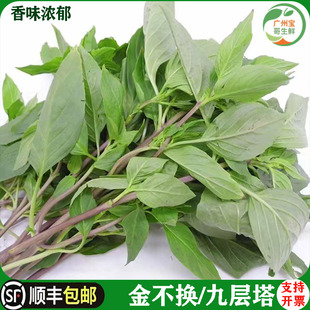 九层塔新鲜直销食用金不换非罗勒叶西餐三杯鸡冬阴功香料500g包邮
