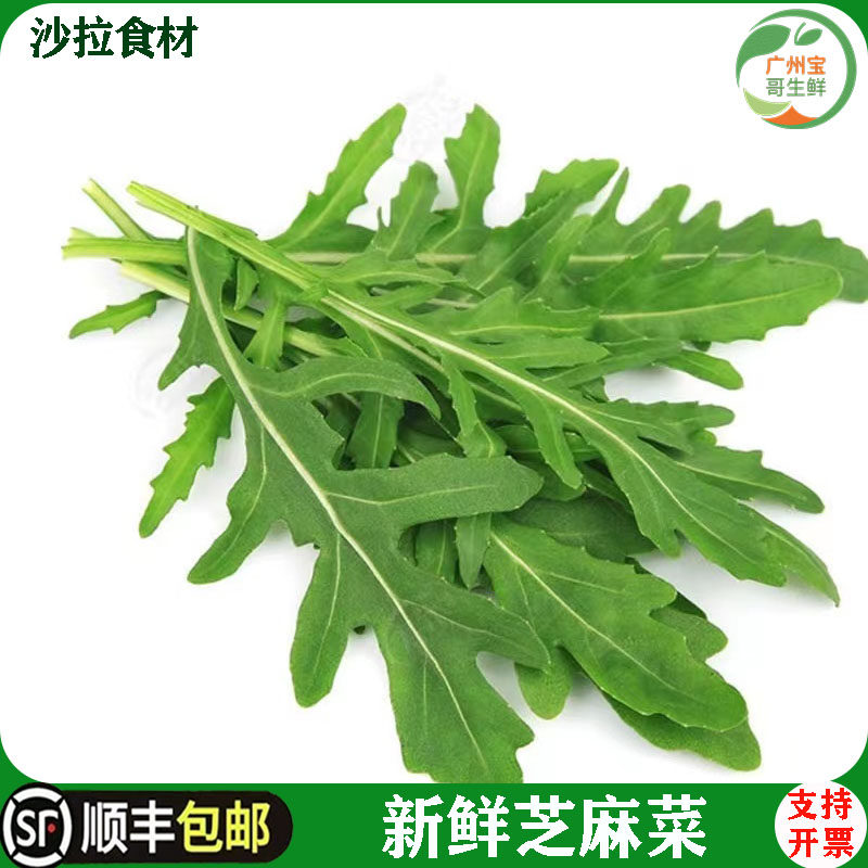 芝麻菜新鲜500g装即食火箭菜蔬菜